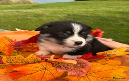 Welsh Corgi Pembroke dogs for sale: Champion Show quality stunning Corgi Puppies - Image 25