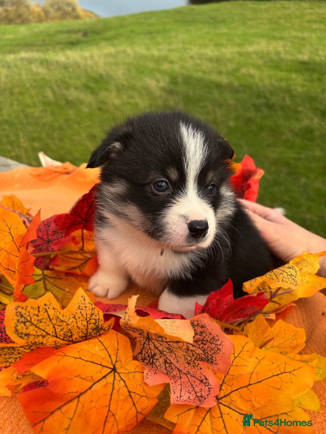 Welsh Corgi Pembroke dogs for sale: Champion Show quality stunning Corgi Puppies - Image 25