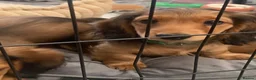 Miniature Dachshund dogs for sale: 6 miniature longhaired dachshund -  - Advert 14