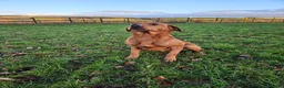 Labrador Retriever dogs for sale: Lovely Working Fox Red Lab - Advert 3