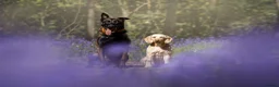 Belgian Shepherd Dog dogs for sale: FCI Female Family Protection Dog for Sale  - Advert 5