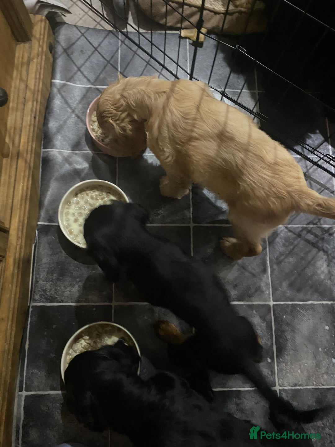 Cocker Spaniel dogs for sale: Cocker Spaniel puppies - Advert 18