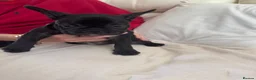 French Bulldog dogs for sale: 2 stunning french bulldogs  - Advert 19