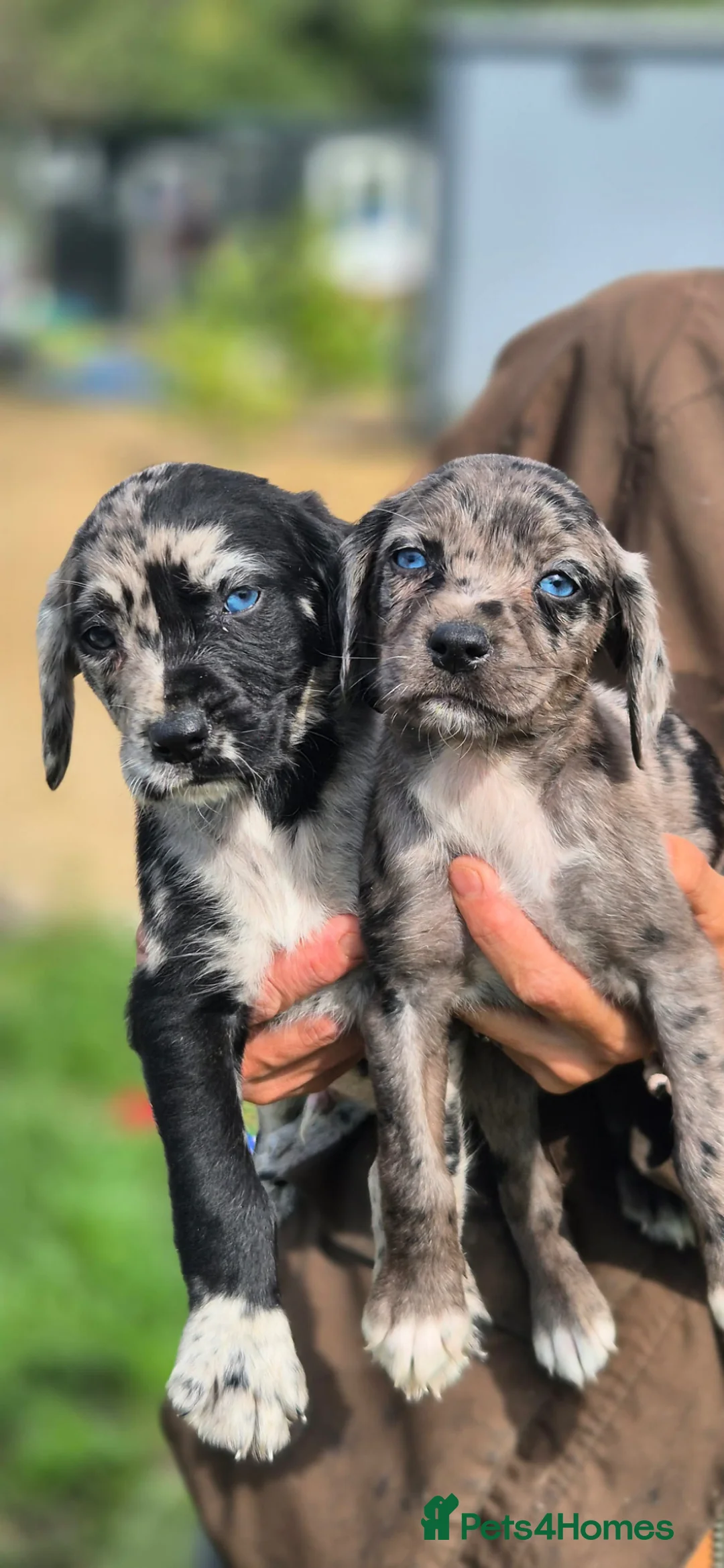 Mixed Breed dogs for sale: Beautiful Merle Lurcher cross puppies - Advert 1