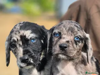 Mixed Breed dogs Beautiful Merle Lurcher cross puppies - Advert 2