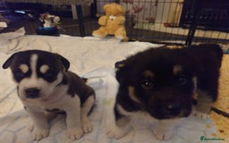 Mixed Breed dogs for sale: Husky x Malamute\English Bulldog - Image 8