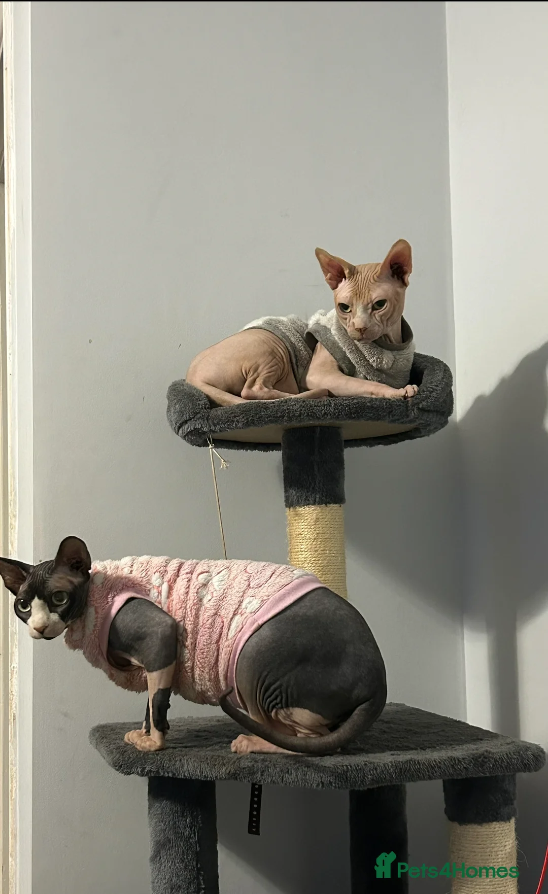 Sphynx cats for sale: 5 amazing kittens looking forever home - Advert 24