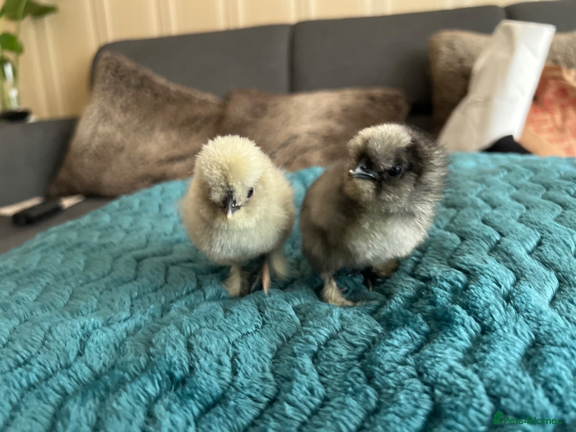 Chickens poultry for sale: 🐣 Silkie Bantam Chicks for sale  - Advert 1