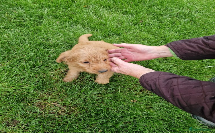 Labradoodle dogs - Advert 1