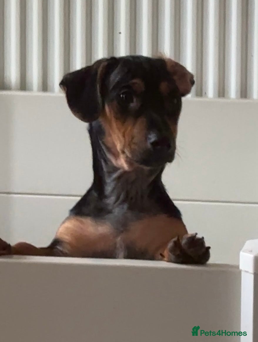 Jack Russell dogs LAST Jack Russell Puppy READY TO GO - Advert 2