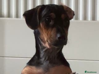 Jack Russell dogs LAST Jack Russell Puppy READY TO GO - Advert 8