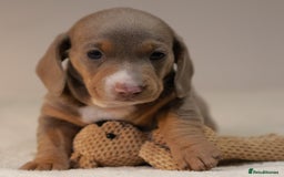 Miniature Dachshund dogs for sale: 5StarsLicensed+KC+PRAClear+VetChecked - Image 8