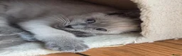 Ragdoll cats for sale: Beautiful blue point kittens - look Siamese - Advert 3