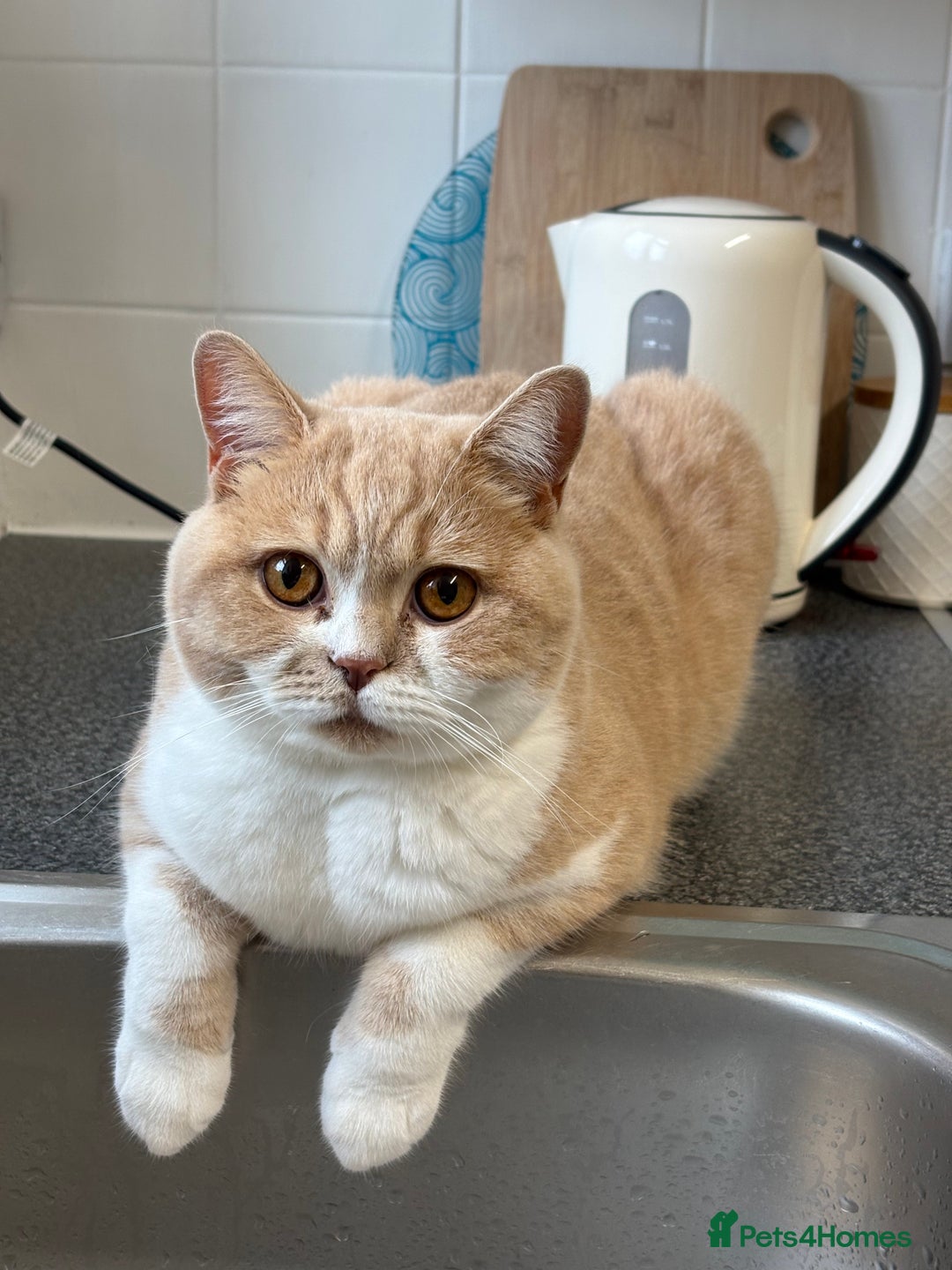 British Shorthair cats for sale: British bicolour shorthaired boy named ‘Biscuit’. - Image 4