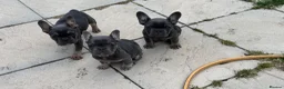 French Bulldog dogs for sale: Top Quality French Bulldog Puppies - Advert 23