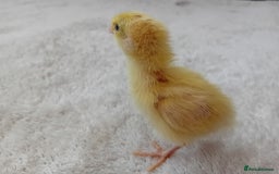 Quail poultry for sale: Coturnix, Celadon and Chinese Painted Quail Chicks - Image 13