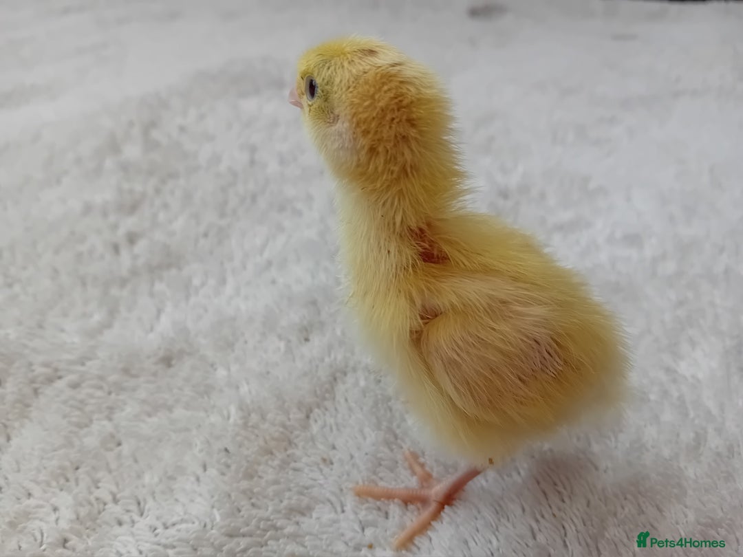 Quail poultry for sale: Coturnix, Celadon and Chinese Painted Quail Chicks - Image 13