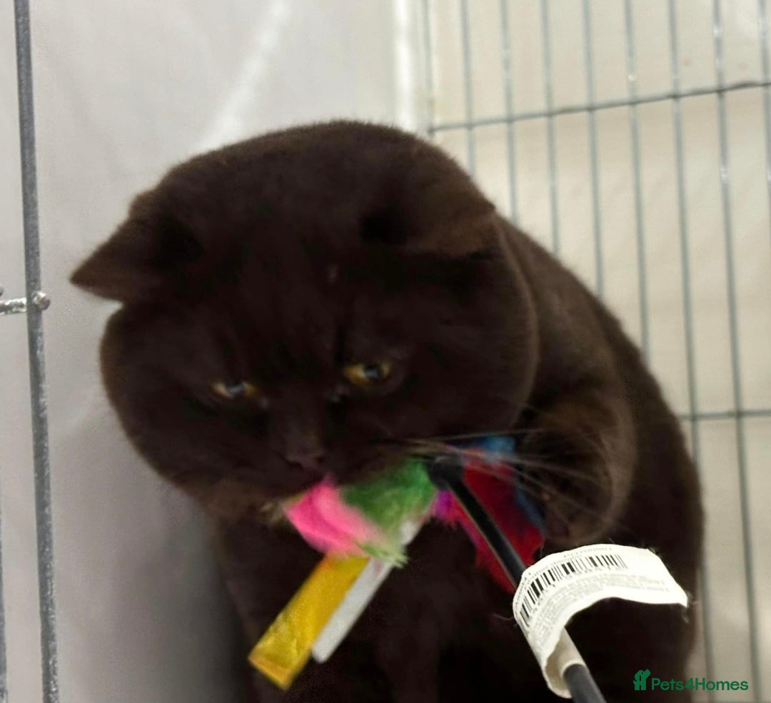 British Longhair cats for sale: Beautiful Longhair kittens - Advert 6