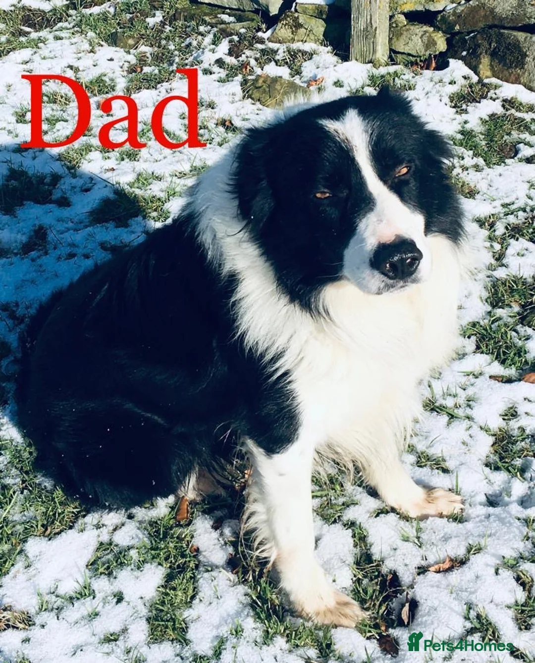 Border Collie dogs for sale: KC/ISDS REG BORDER COLLIE DNA HEALTH TESTED PUPS - Advert 10