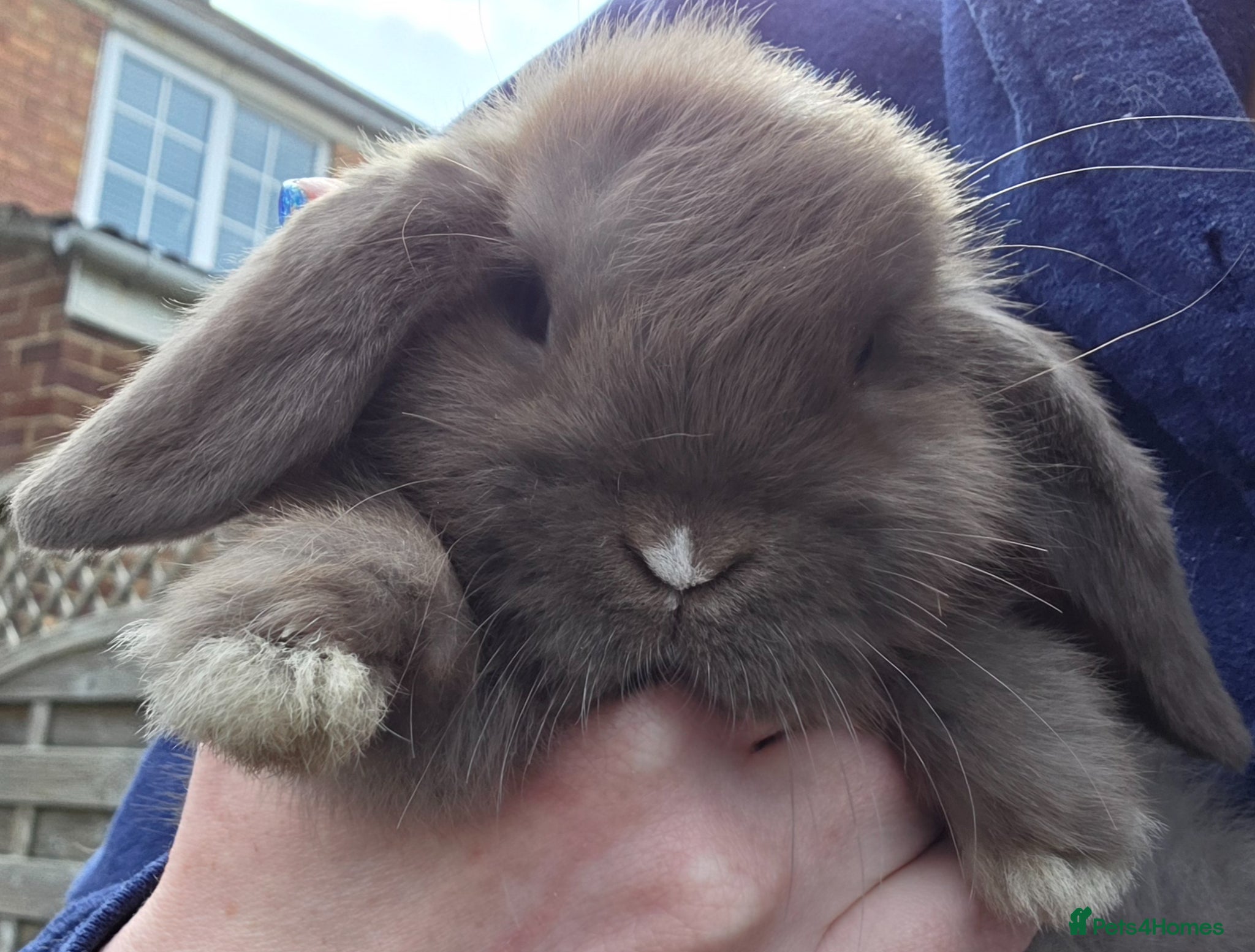 Mini Lop rabbits Minilop Babies  - Advert 11