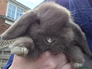 Mini Lop rabbits Minilop Babies - Advert 11