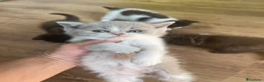 Mixed Breed Kitten 3