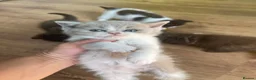 Mixed Breed cats for sale: Adorable Shorthair Kittens – 4 Boys & 1 Girl - Advert 22