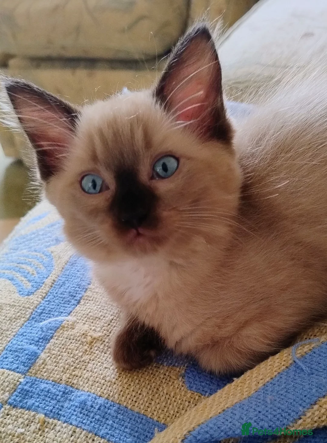 Ragdoll cats for sale: Pure bred Ragdolls need loving homes - Advert 1