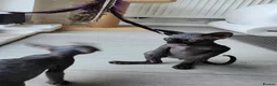 Sphynx cats for sale: Have 3 beautiful Canadian Sphynx - Advert 20