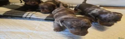 Miniature Dachshund dogs for sale: Miniature Dachshunds - Advert 8