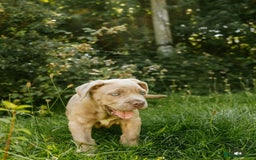 Mastiff dogs for sale: Mastiff pups  - Image 4
