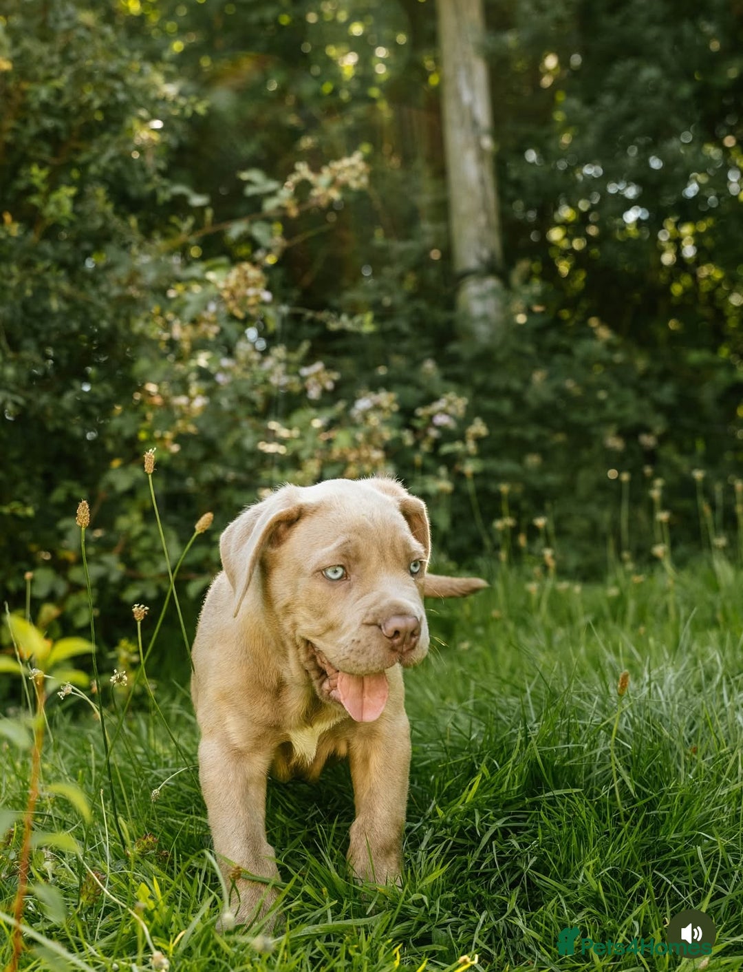 Mastiff dogs for sale: Mastiff pups  - Image 4