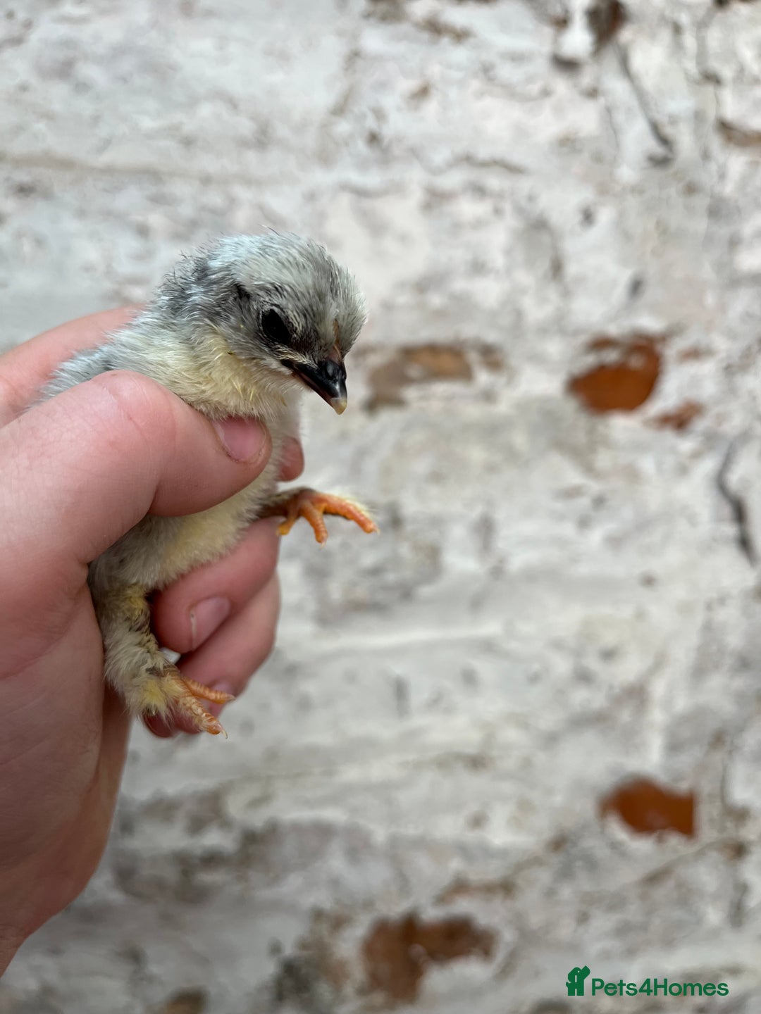 Chickens poultry for sale: Pekin bantam chicks  - Image 2