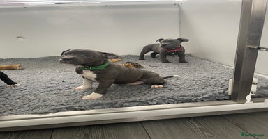 Staffordshire Bull Terrier dogs - Advert 8