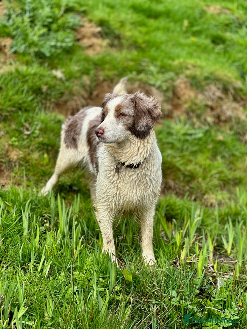Mixed Breed dogs Beautiful Cocker X Puppies  - Advert 1