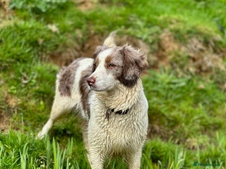 Mixed Breed dogs Beautiful Cocker X Puppies - Advert 1
