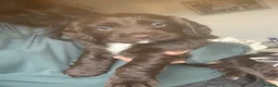 Sprocker dogs for sale: Sprocker spaniel puppies (springer x cocker ) in Brierley Hill - Advert 13