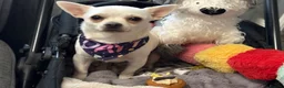 Chihuahua dogs for sale: Neutered 2yr old cream male chihuahua for sale - Advert 5