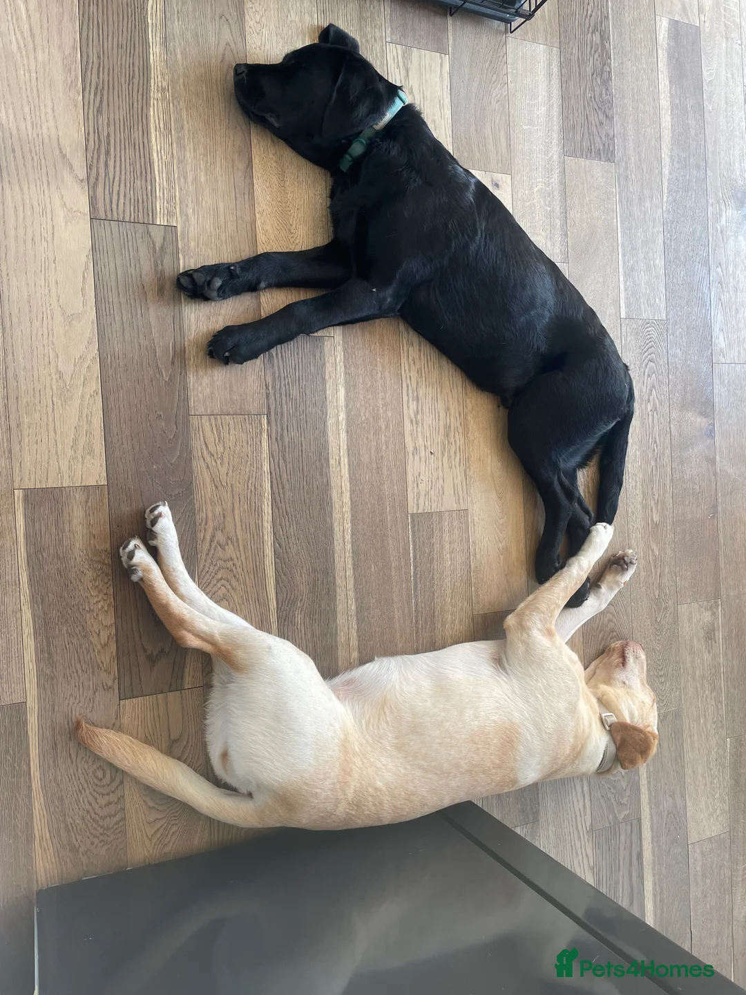 Labrador Retriever dogs for sale: Maci&Milo in Peterborough - Advert 3