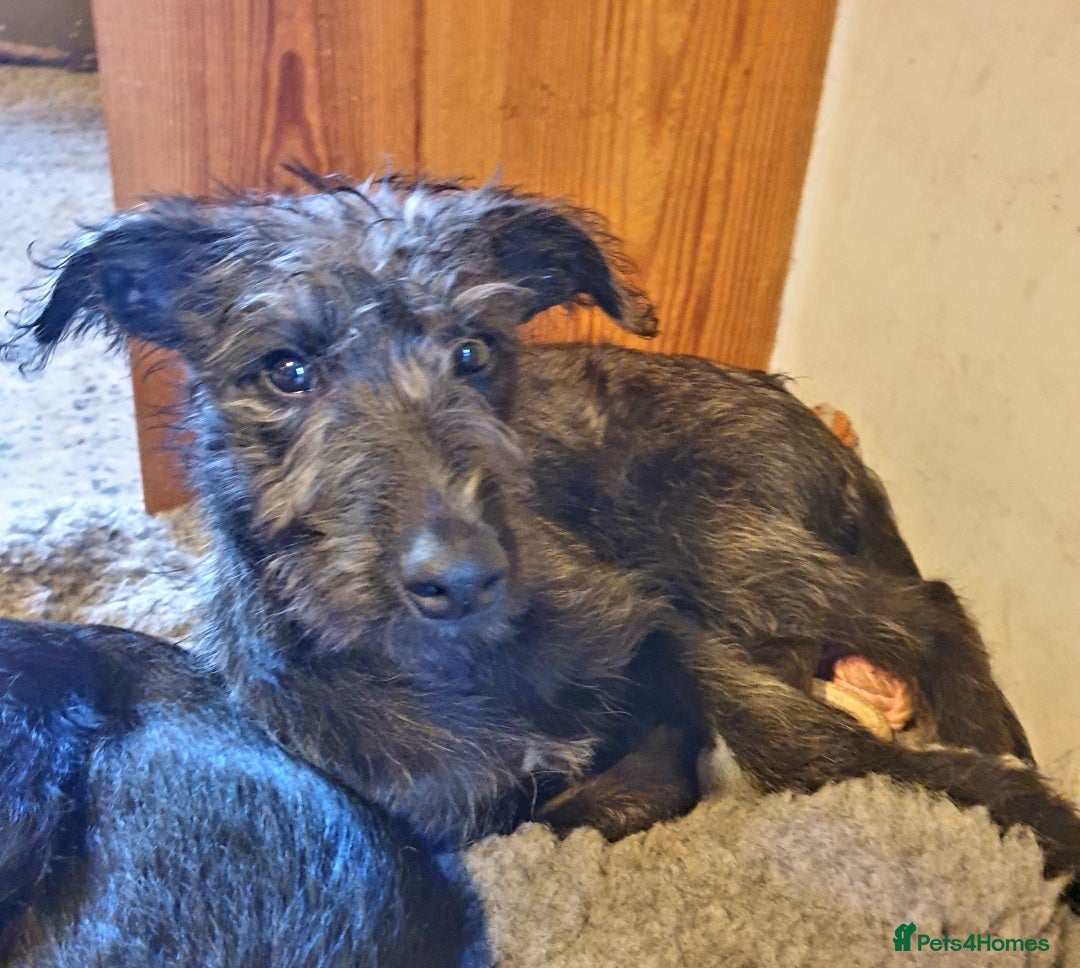 Lurcher dogs Lurcher - Advert 2