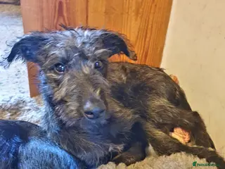 Lurcher dogs Lurcher - Advert 2