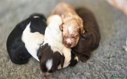 Cocker Spaniel dogs for sale: 🐾 Working Cocker Spaniel Puppies for Sale £800  - Image 25