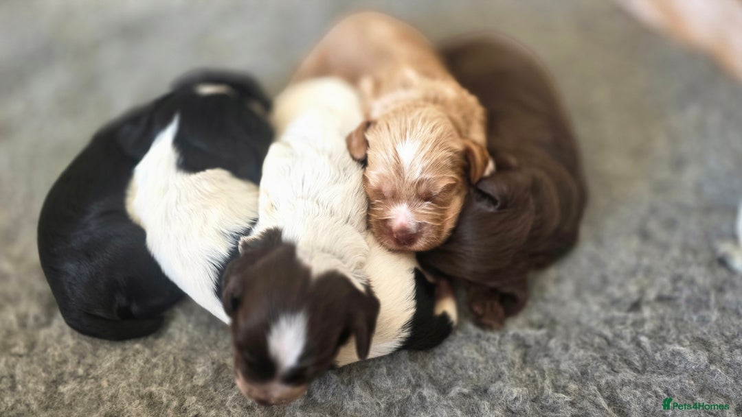 Cocker Spaniel dogs for sale: 🐾 Working Cocker Spaniel Puppies for Sale £800  - Image 25