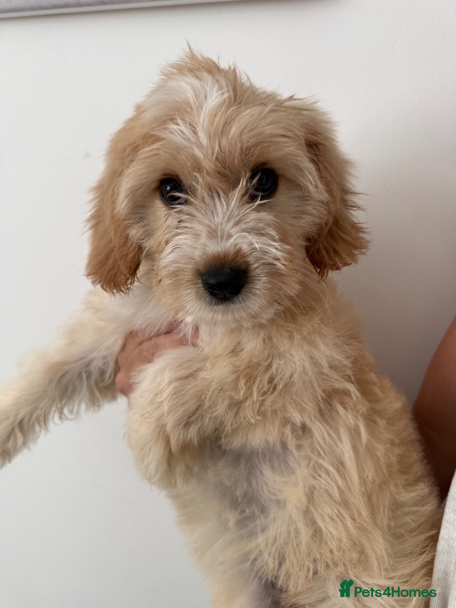 Cavapoo dogs 🌟 last beautiful cavapoo boy 🌟 - Advert 12