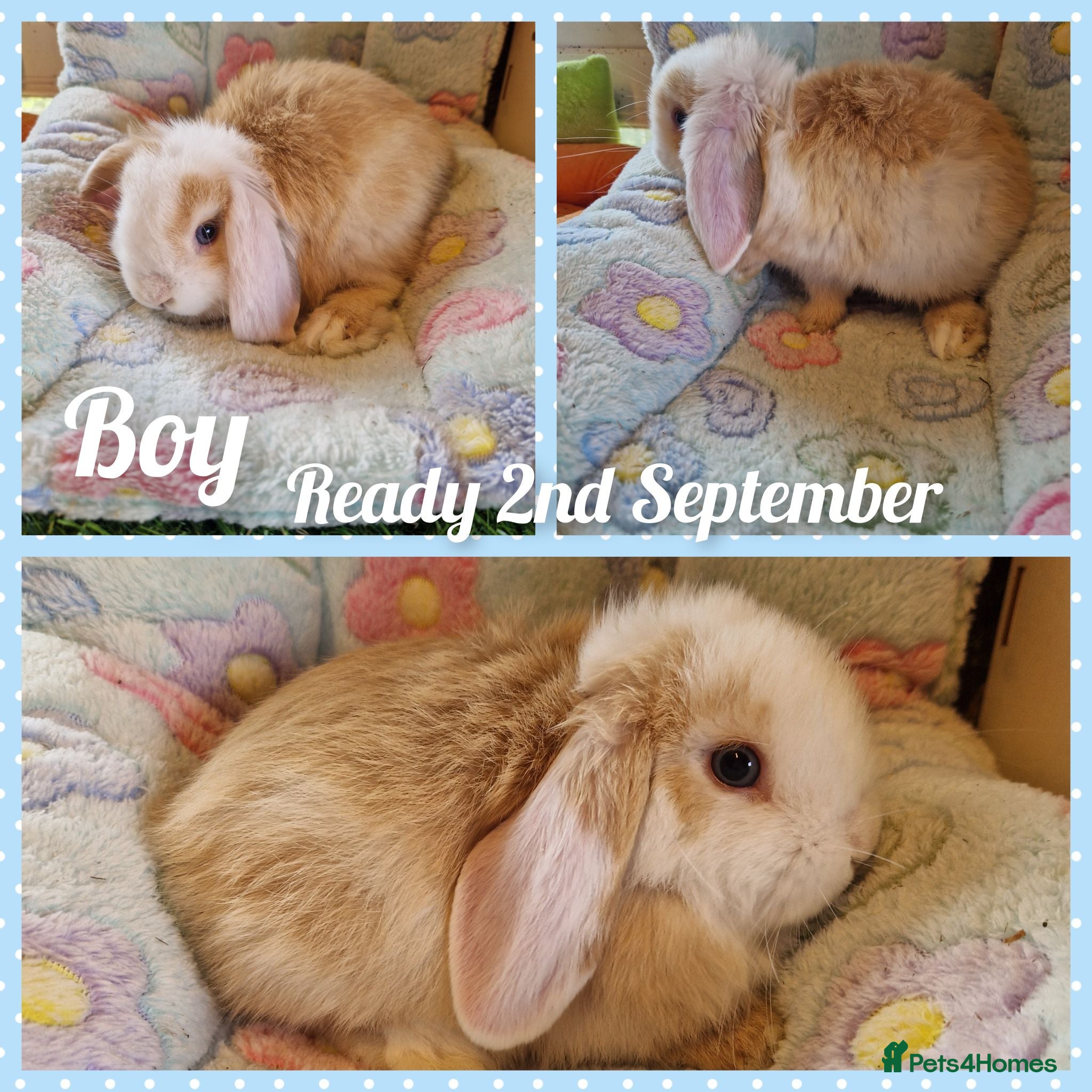 Mini Lop rabbits Mini lop kits  - Advert 6