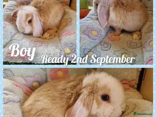 Mini Lop rabbits Mini lop kits - Advert 2