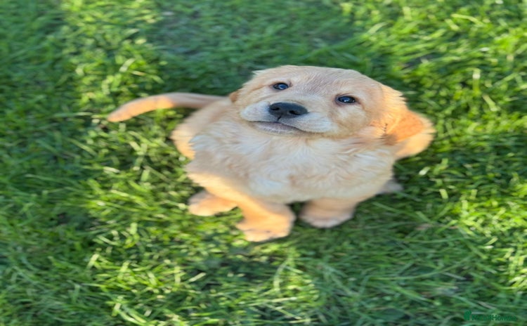 Golden Retriever dogs - Advert 6
