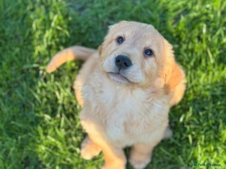 Golden Retriever dogs - Advert 2
