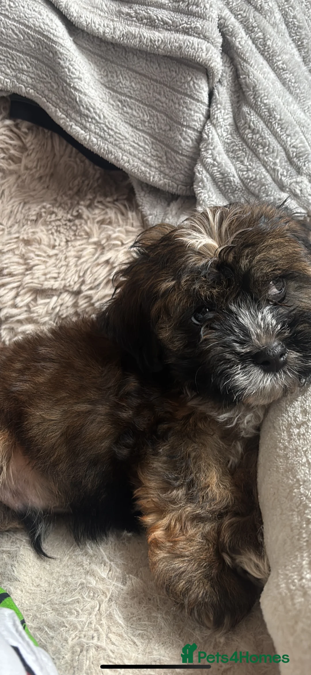 Havanese dogs for sale: Havanese puppy in Walsall - Advert 3