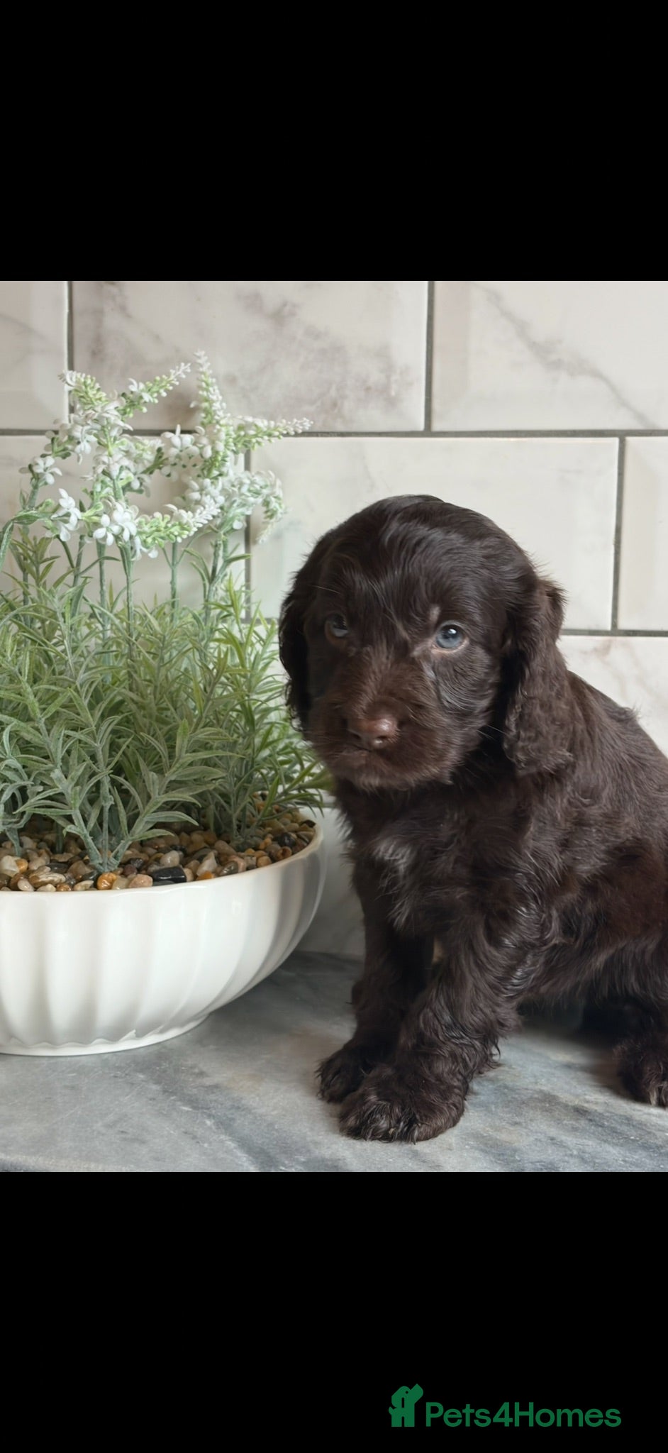 Cockapoo dogs Ready now f1 Cockerpoos  - Advert 1
